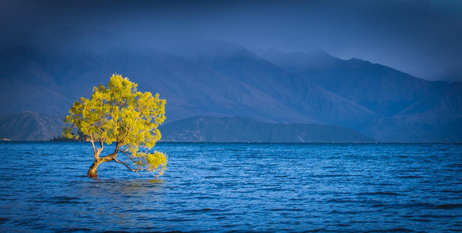 Wanaka Tree, Lake Wanaka South Island New Zealand